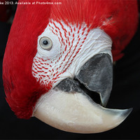 Buy canvas prints of Macaw head by Mark Cake