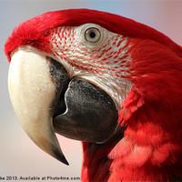 Buy canvas prints of Green wing macaw by Mark Cake