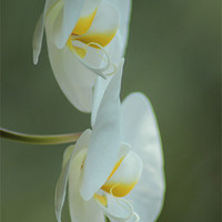 Buy canvas prints of Twin white Orchid by Mark Cake