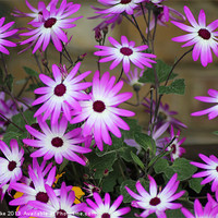 Buy canvas prints of Pink and white neon flowers by Mark Cake