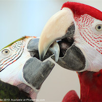 Buy canvas prints of Beaking macaws by Mark Cake