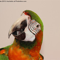 Buy canvas prints of Harlequin portrait by Mark Cake