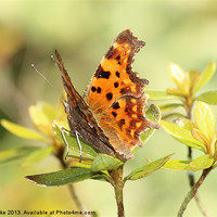 Buy canvas prints of Comma Butterfly by Mark Cake