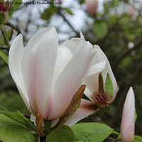 Buy canvas prints of Magnolia by Mark Cake