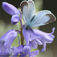 Buy canvas prints of Holly Blue butterfly by Mark Cake