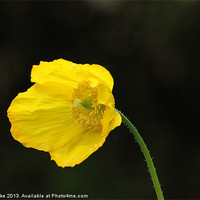 Buy canvas prints of Yellow poppy by Mark Cake