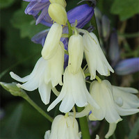 Buy canvas prints of White Blue bells by Mark Cake
