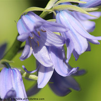 Buy canvas prints of Blue Bells by Mark Cake