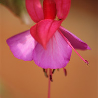 Buy canvas prints of Dancing Fuchsia by Mark Cake