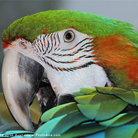 Buy canvas prints of Harlequin macaw by Mark Cake