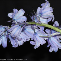 Buy canvas prints of Blue bells on Black by Mark Cake