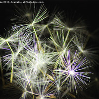 Buy canvas prints of Firework seeds by Mark Cake