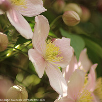 Buy canvas prints of Pink Clematis by Mark Cake