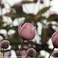 Buy canvas prints of Clematis buds by Mark Cake