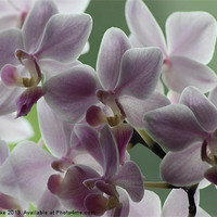 Buy canvas prints of Orchids by Mark Cake