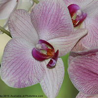 Buy canvas prints of Pink orchid by Mark Cake