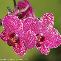 Buy canvas prints of Deep pink veined orchid by Mark Cake