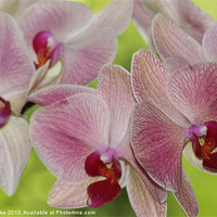 Buy canvas prints of Pink veined orchids by Mark Cake