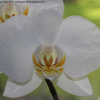 Buy canvas prints of White orchid by Mark Cake