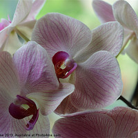 Buy canvas prints of Pink orchids by Mark Cake