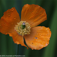 Buy canvas prints of Orange poppy by Mark Cake