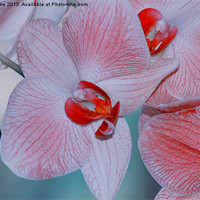 Buy canvas prints of Red veined orchid by Mark Cake
