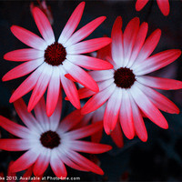Buy canvas prints of Mesembryanthemum by Mark Cake