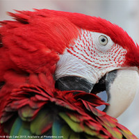 Buy canvas prints of Greenwing macaw by Mark Cake