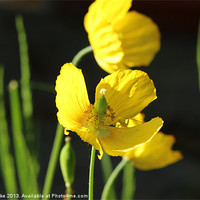 Buy canvas prints of Yellow poppy and spider by Mark Cake