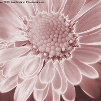Buy canvas prints of Pink daisy by Mark Cake