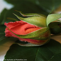 Buy canvas prints of Rose bud by Mark Cake