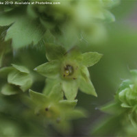Buy canvas prints of Green bloom by Mark Cake