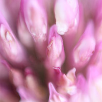 Buy canvas prints of Red clover by Mark Cake