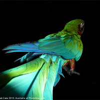 Buy canvas prints of Jubilee macaw by Mark Cake
