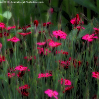 Buy canvas prints of Carnation dreams by Mark Cake