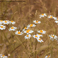 Buy canvas prints of English meadow by Mark Cake