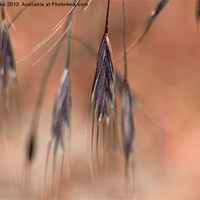 Buy canvas prints of Purple grass by Mark Cake