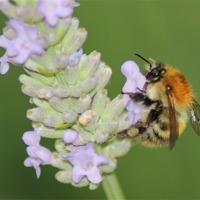 Buy canvas prints of Bumblebee by Mark Cake