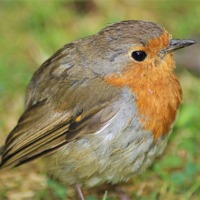 Buy canvas prints of Robin by Mark Cake