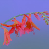 Buy canvas prints of Pink Saturation  great Montbretia by Mark Cake
