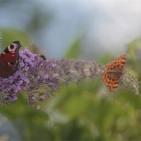 Buy canvas prints of Butterfly bokeh by Mark Cake