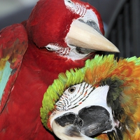 Buy canvas prints of Macaw love by Mark Cake