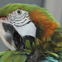 Buy canvas prints of Harlequin macaw preening by Mark Cake
