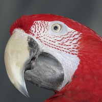 Buy canvas prints of Greenwing macaw by Mark Cake
