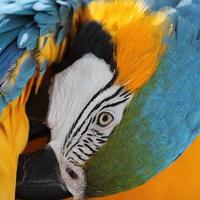 Buy canvas prints of Blue and Gold macaw preening by Mark Cake