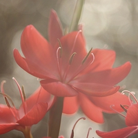 Buy canvas prints of  Kaffir lily dream by Mark Cake
