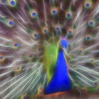 Buy canvas prints of  Peacock display by Mark Cake