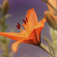 Buy canvas prints of  Orange Lilly  by Mark Cake