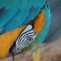 Buy canvas prints of  Macaw face by Mark Cake