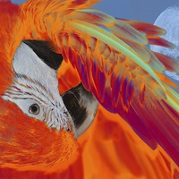 Buy canvas prints of  Sunset macaw by Mark Cake